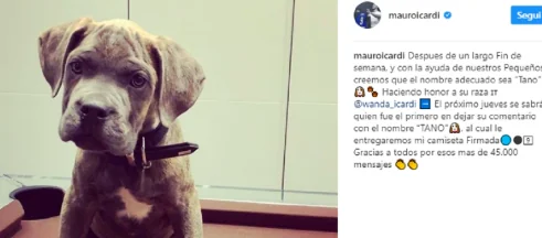 Un cucciolo di cane a Icardi per il 26esimo compleanno